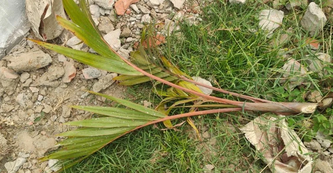 কুয়াকাটায় রাতের আঁধারে ২ শতাধিক গাছের চারা কর্তন 